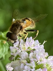 Eristalis