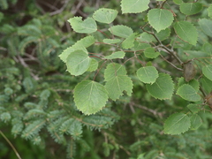 Populus grandidentata