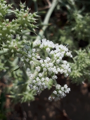 Echinophora spinosa