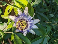 Passiflora caerulea