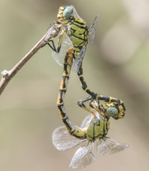 Onychogomphus forcipatus