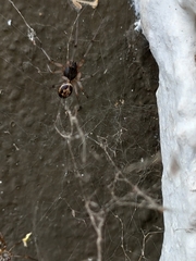 Steatoda nobilis