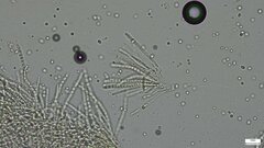 Trichoderma peltatum