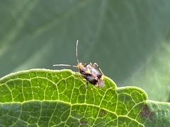 Liocoris tripustulatus