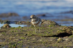 Charadrius bicinctus