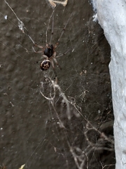 Steatoda nobilis