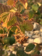Rubus sachalinensis