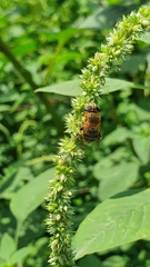 Eristalinae