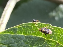 Liocoris tripustulatus