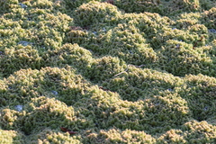 Azolla