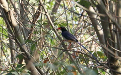 Urocissa erythroryncha