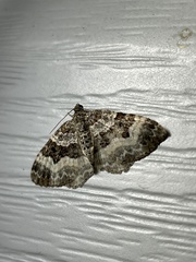 Epirrhoe alternata