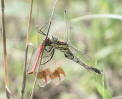Orthetrum albistylum