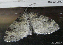 Lobophora nivigerata