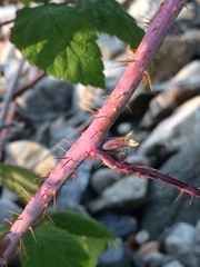 Rubus sachalinensis