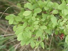 Spiraea alba