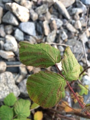 Rubus sachalinensis