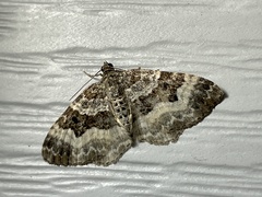 Epirrhoe alternata