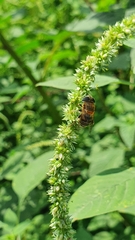 Eristalinae