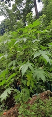 Ricinus communis