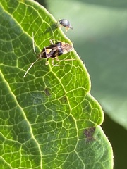 Liocoris tripustulatus