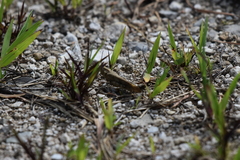 Dissosteira carolina