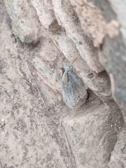 Papilionoidea