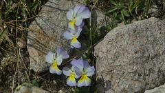 Viola calcarata