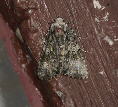 Craniophora ligustri