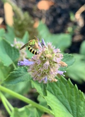 Agapostemon splendens