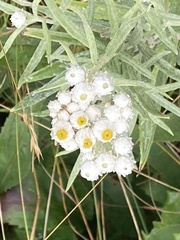 Anaphalis margaritacea