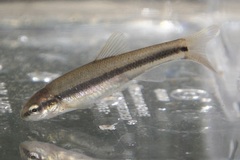 Pimephales notatus