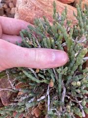 Tecticornia