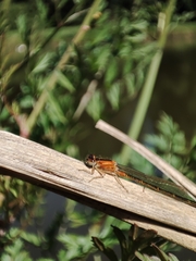 Ischnura