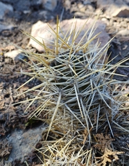 Austrocactus coxii