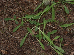 Pilosella officinarum