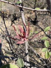 Protea caffra caffra