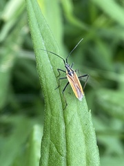 Leptopterna dolabrata