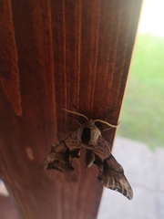 Smerinthus ocellata