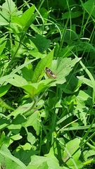 Burnsius communis