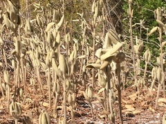 Phlomis