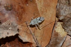 Phytocoris tiliae