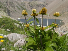 Gentiana punctata