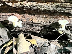 Pleurotus levis