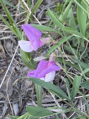 Lathyrus polymorphus