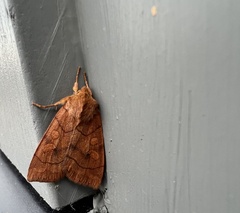 Pyrrhia exprimens