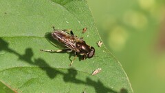 Xylotina