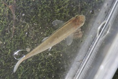 Pimephales notatus