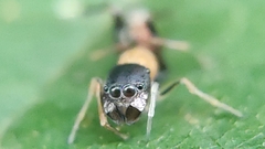 Myrmarachne melanocephala
