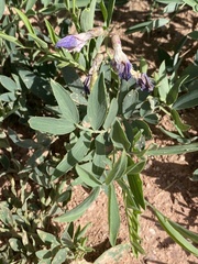 Lathyrus polymorphus